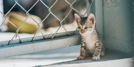 2 Maret Peringati Hari Penyelamatan Kucing Internasional, Ketahui Sejarah dan Tujuan