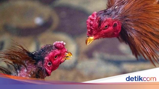 Guru Besar Unair Sebut Penularan Flu Burung ke Manusia Jarang Terjadi