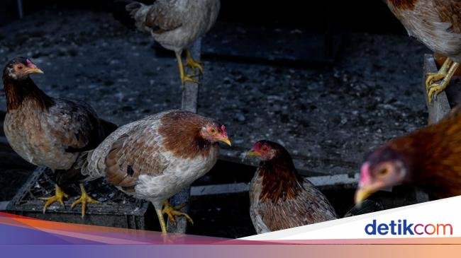 Boleh Lega, Guru Besar Unair Sebut Penularan Flu Burung ke Manusia Jarang Terjadi