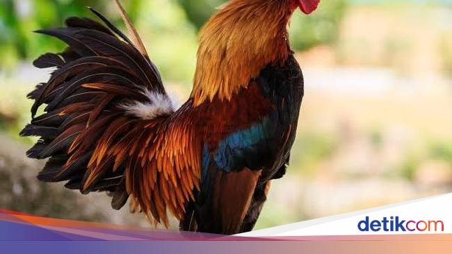 Heboh Petisi Bule Protes Kokok Ayam di Bali, Kata Warga hingga soal Judi