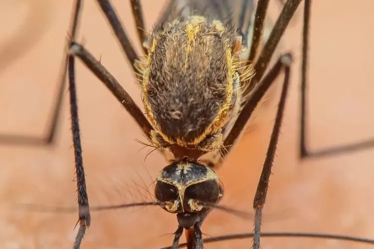 Golongan Darah Apa Saja yang Paling disukai Nyamuk?