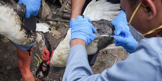 Ratusan Ayam Mati di Kampar, Pemprov Riau: Positif Flu Burung