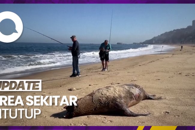 Potret Singa Laut yang Mati Terdampar di Pantai Chili karena Flu Burung