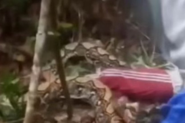 Momen Dramatis Penyelamatan Petani dari Lilitan Piton hingga Warga Teriak Histeris