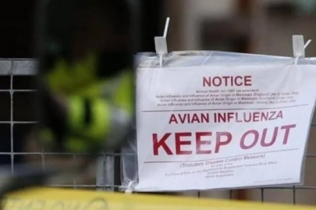 Wanita di China Meninggal Usai Terinfeksi Flu Burung, Tertular Antar Manusia?