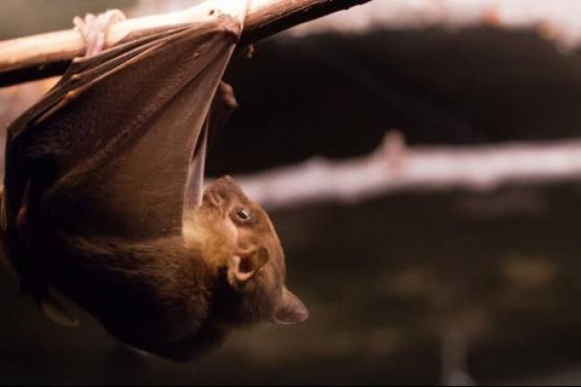 Dua Negara di Afrika Terjangkit Wabah Virus Marburg, Ini Gejala, Cara Penularan dan Risiko Kematian