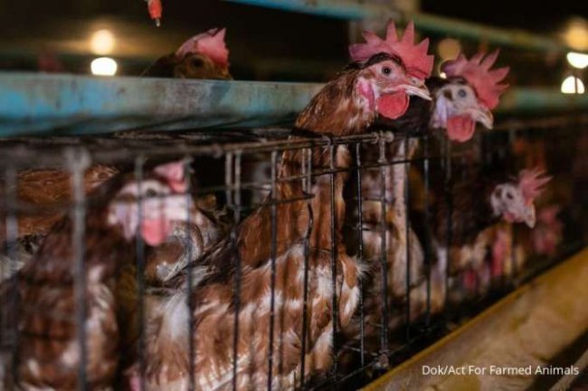 Laporan Terbaru NGO Internasional: Lembaga Keuangan Tingkatkan Kesejahteraan Hewan