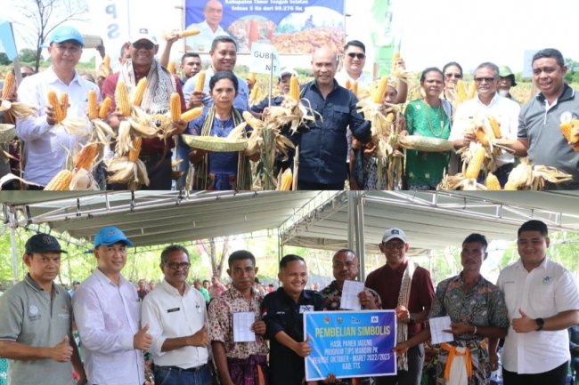 Gubernur VBL Panen Jagung, Petani Untung Belasan Juta Rupiah Langsung Masuk Rekening Bank NTT