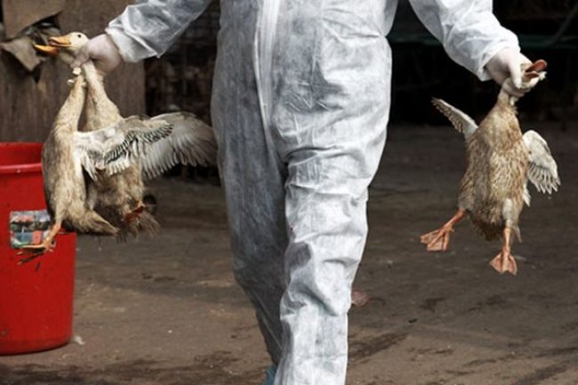 Bisa Terpapar pada Manusia, Ini Gejala-gejala Flu Burung