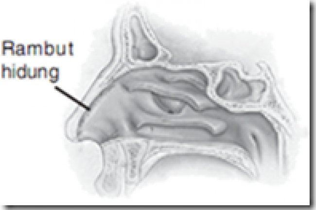 Rambut Hidung: Fakta dan Mitos yang Perlu Diketahui
