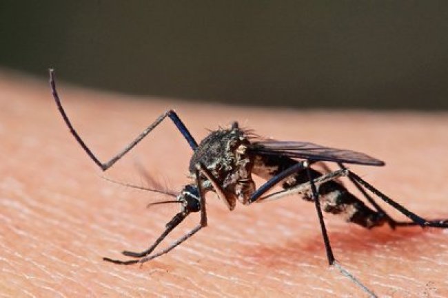 Mudik ke Kampung Halaman, Waspadai Penularan Malaria