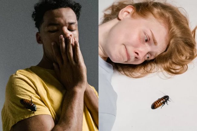 Takut kecoa yang bisa terbang? Inilah entomophobia, ketakutan yang berlebihan terhadap beberapa jenis serangga