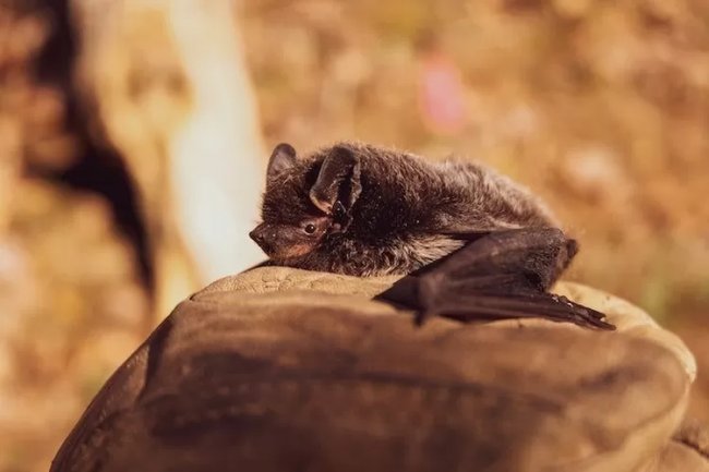 Fakta Menarik Ekolokasi Kelelawar, Kemampuan Super Hewan yang Jadi Inspirasi Super Hero