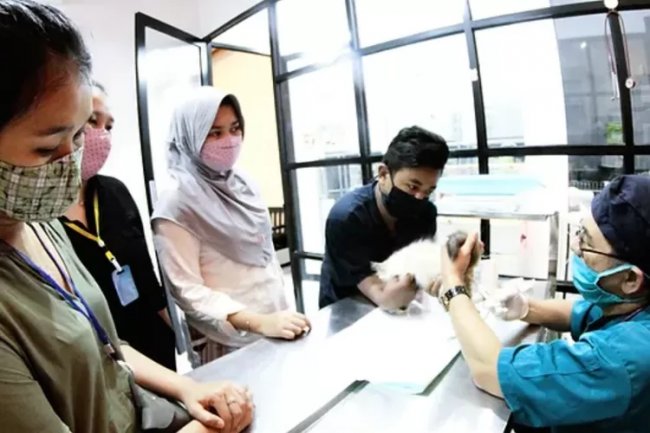 Rekomendasi Dokter Hewan Terpercaya di Depok dan Sekitarnya
