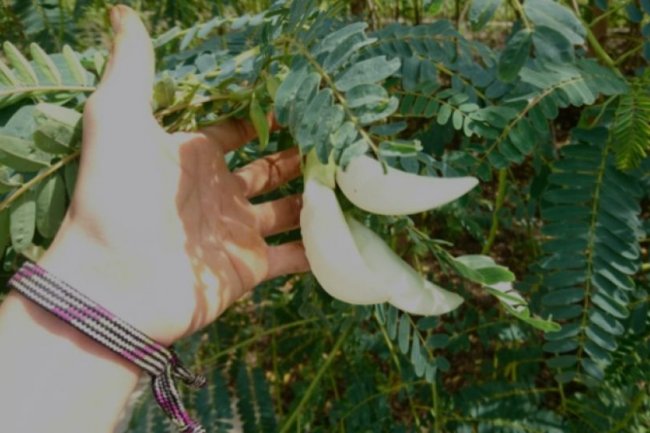 4 Manfaat Kembang Turi Putih bagi Kesehatan yang Jarang Diketahui