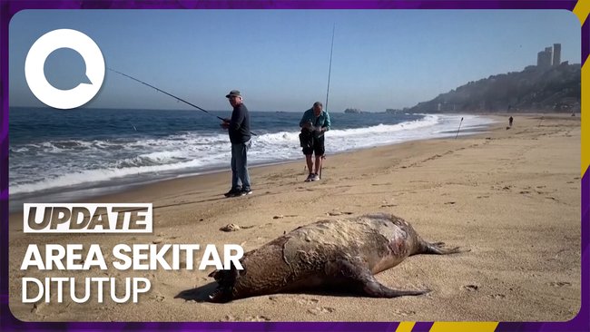 Potret Singa Laut yang Mati Terdampar di Pantai Chili karena Flu Burung