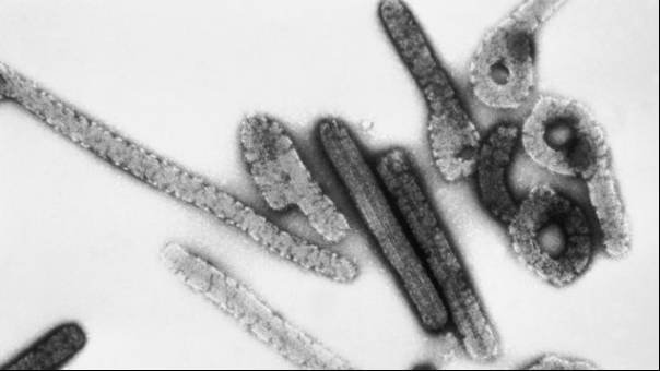 Tanzania dan Guinea Ekuatorial Terjangkit Wabah Virus Marburg, Apakah Sudah Ada Vaksinnya?