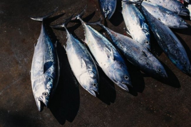 Baik untuk Jantung, Ini 5 Manfaat Ikan Tuna bagi Kesehatan Tubuh