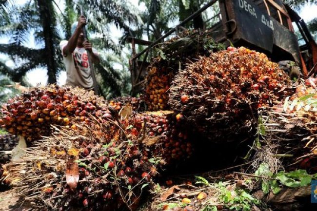 PHP Doang Nih! Baru Melonjak Sehari Harga CPO Ambruk Lagi