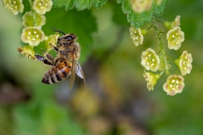 5 Manfaat Terapi Sengatan Lebah bagi Kesehatan Tubuh, Pernah Mencobanya?