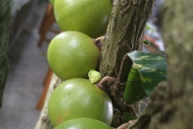Melindungi dari Infeksi Virus! Inilah Khasiat Buah Maja untuk Kesehatan Tubuh