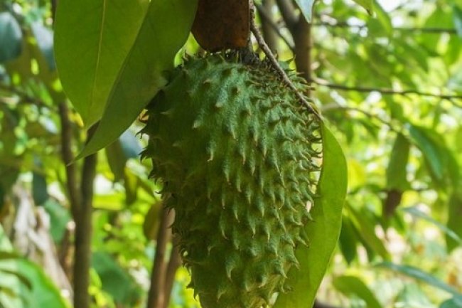 Melawan Sekaligus Mencegah Kanker, Ini 5 Manfaat Sirsak untuk Kesehatan