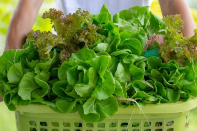 10 Manfaat Salada Bagi Kesehatan, Bisa Disayur Hingga Jus