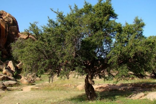 Peringatan Hari Argan Internasional, Berikut 3 Fakta Unik Pohon Argan