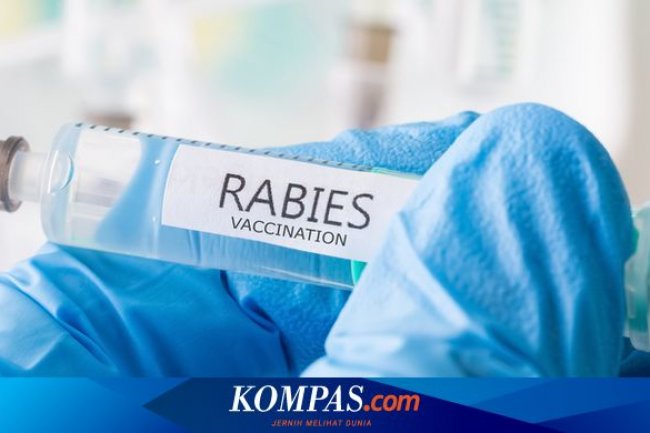 Serang Otak dan Saraf, Apakah Penyakit Rabies Bisa Sembuh?