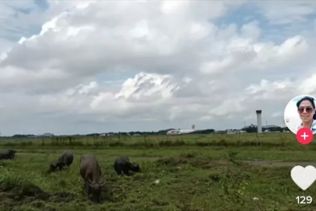 Viral! Ratusan Kerbau Masuki Area Bandara Internasional Lombok, Netizen: Serasa di Texas