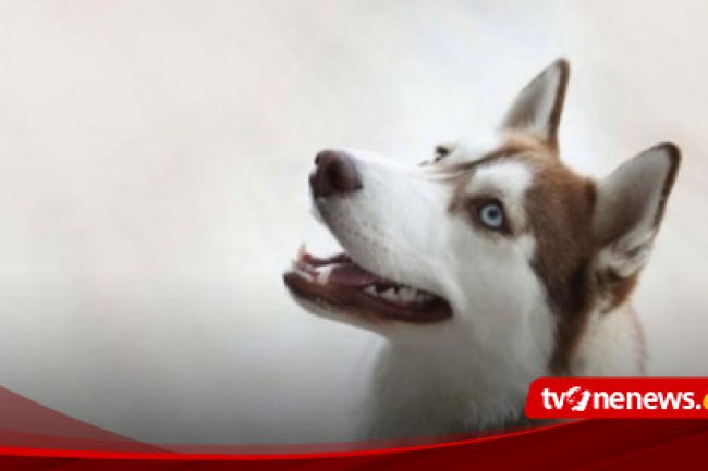 Viral! Balita NTT Meninggal Digigit Anjing Rabies, Gejala Takut Air hingga Angin saat Diperiksa