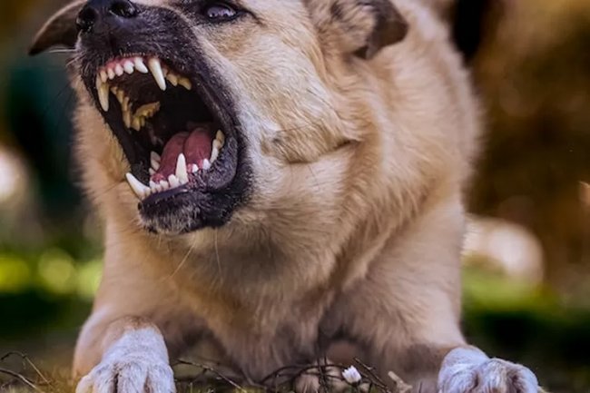 Cara Menjaga Kesehatan Hewan Peliharaan dan Manusia dari Serangan Virus Rabies
