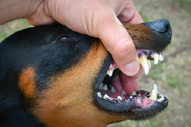 Cara Cegah Rabies, Simak Pertolongan Pertama yang Harus Dilakukan Setelah Digigit Anjing - Tribun-bali.com