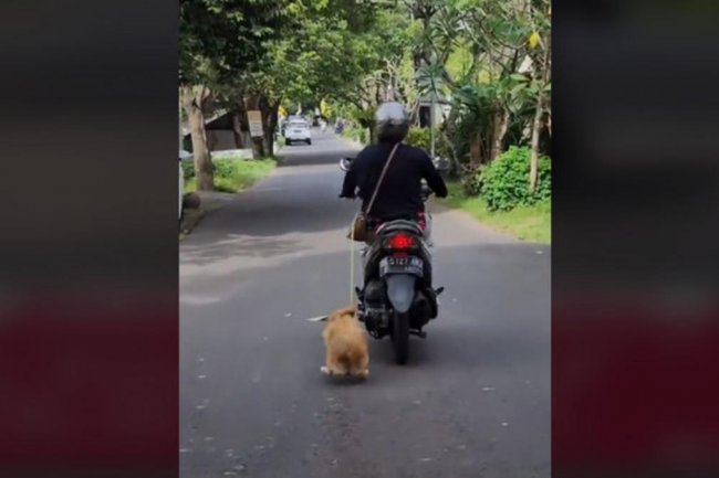 Viral Ibu-Ibu di Bali Tega Seret Anjing Pakai Sepeda Motor
