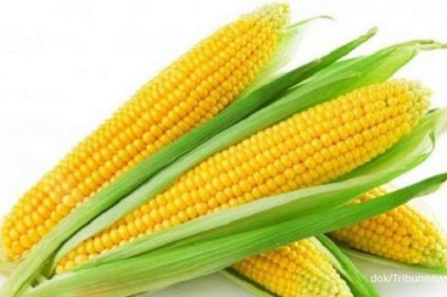 5 Alasan Jagung Manis Baik dan Aman Dikonsumsi Secara Rutin