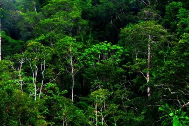 22 Mei Peringati Hari Keanekaragaman Hayati Internasional, Ini Tema Tahun 2023