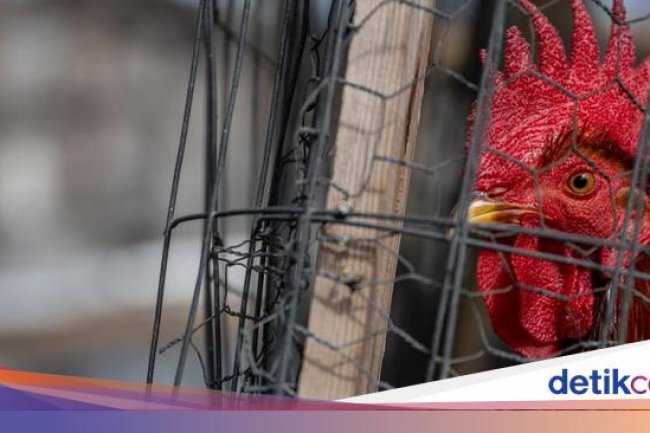 Organisasi Kesehatan Hewan Dunia Usulkan Vaksin Flu Burung, Khawatir Jadi Pandemi