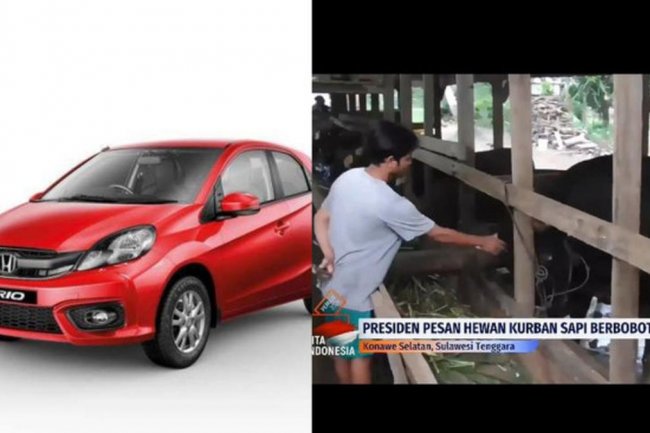 Harga Sapi Kurban Presiden Jokowi Setara Honda Brio Satya