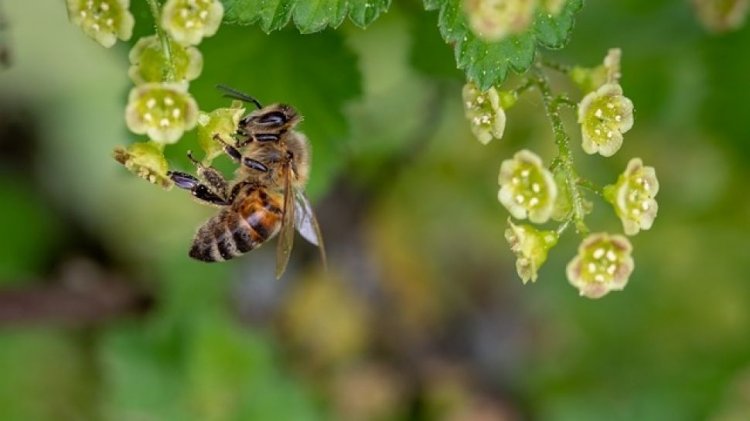 5 Manfaat Terapi Sengatan Lebah bagi Kesehatan Tubuh, Pernah Mencobanya?