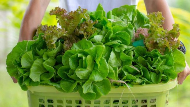 10 Manfaat Salada Bagi Kesehatan, Bisa Disayur Hingga Jus