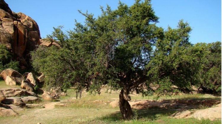 Peringatan Hari Argan Internasional, Berikut 3 Fakta Unik Pohon Argan