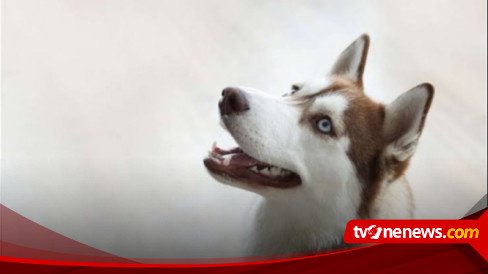 Viral! Balita NTT Meninggal Digigit Anjing Rabies, Gejala Takut Air hingga Angin saat Diperiksa