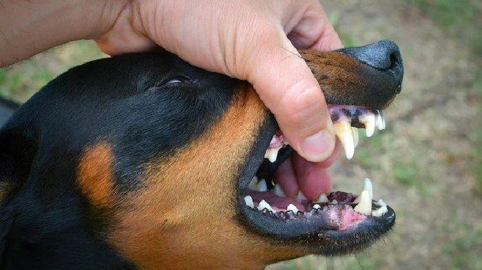 Cara Cegah Rabies, Simak Pertolongan Pertama yang Harus Dilakukan Setelah Digigit Anjing - Tribun-bali.com