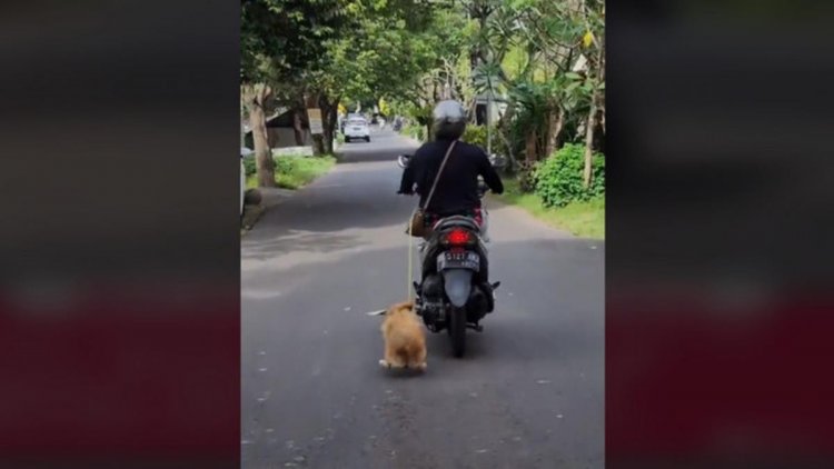 Viral Ibu-Ibu di Bali Tega Seret Anjing Pakai Sepeda Motor