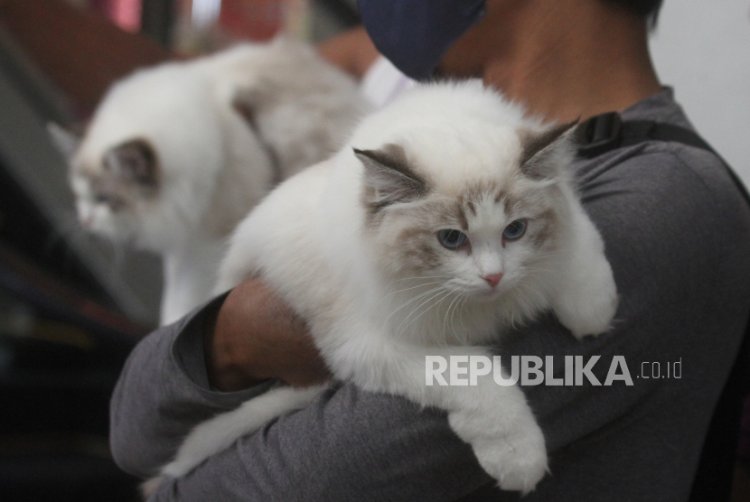 In Picture: Kontes Kucing Internasional Malang