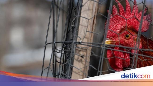 Organisasi Kesehatan Hewan Dunia Usulkan Vaksin Flu Burung, Khawatir Jadi Pandemi