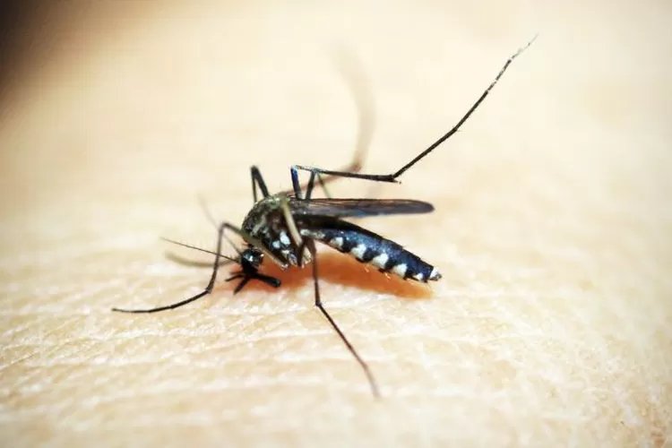 Hewan yang Paling Banyak Membunuh Manusia adalah Nyamuk: Mengungkap Kekuatan Mematikan Nyamuk