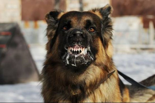 Kemenkes Sebut Perlunya Gerakan Massal Pemberian Vaksin Rabies ke Anjing
