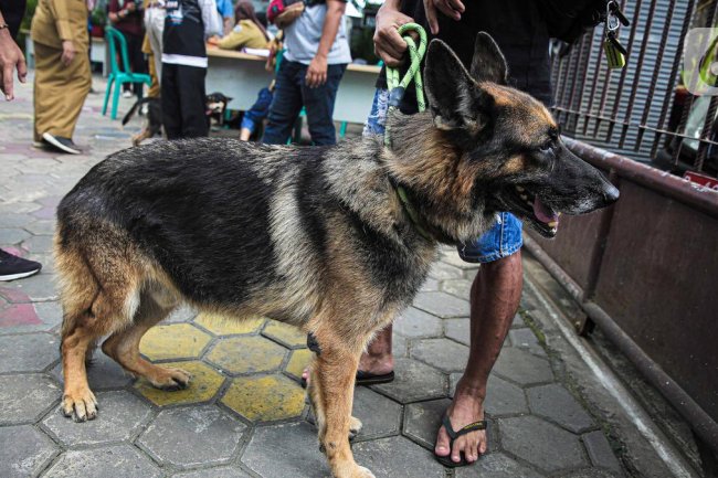 Banyak Kasus Rabies pada Manusia Terlambat Ditangani, Dokter Jelaskan Siapa Kelompok Rentannya