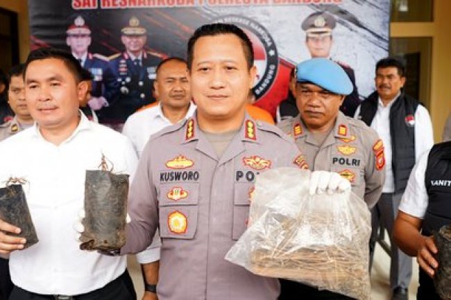 Tanam Puluhan Pohon Ganja di Hutan, Warga Pacet Bandung Masuk Bui